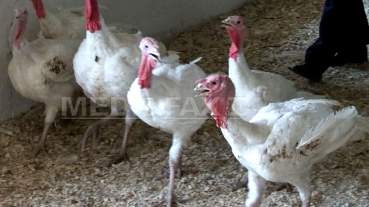 Focar de gripă aviară detectat în ferme de curcani din Polonia
