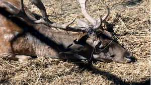 ANCHETĂ LA ZOO GALAŢI: Animalele sunt condamnate să trăiască în plin şantier de construcţii, în condiţii greu de suportat - FOTO