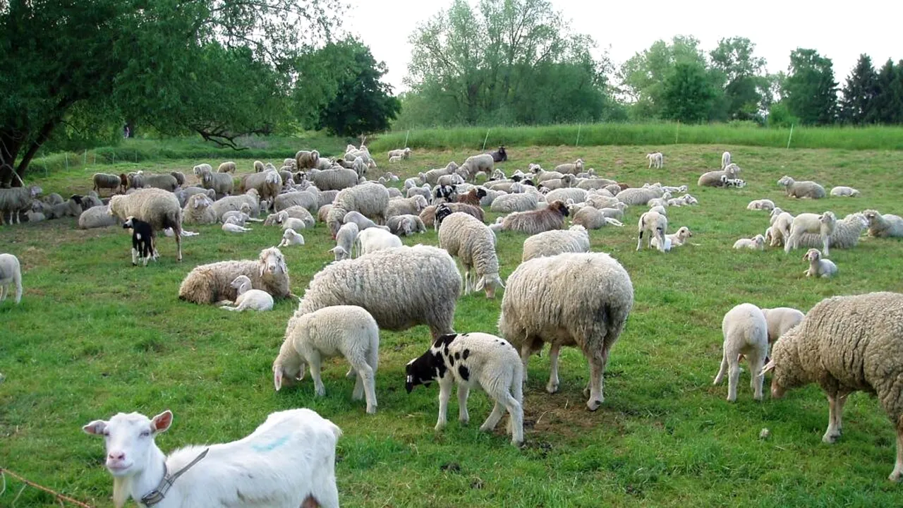 Caz bizar în Franța. Cum a fost prins un zoofil în serie