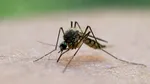 Grecia se confruntă cu o creștere rapidă a cazurilor de West Nile. Atena și împrejurimile, în centrul focarului