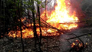 Incendiu de pădure în Munţii Apuseni | Zeci de pompieri şi pădurari se luptă de două zile cu focul