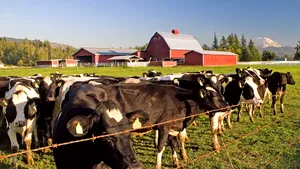 Tu ştii ce ajunge în farfuria ta? Animalele îngrăşate forţat. De la modelul american la cel românesc