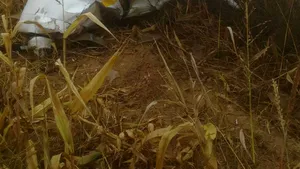 VIDEO - Avion de agrement, prăbuşit la Topoloveni. Pilotul, conştient