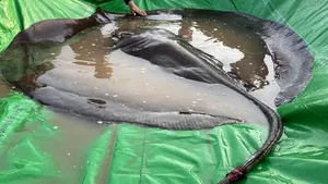 Cel mai mare peşte de apă dulce din lume are 300 kg. Unde a fost descoperit