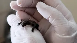 Numărul bolilor transmise de la animal la om e în creştere. ONU: Ne-am confruntat cu 6 mari pandemii de coronavirus în ultimul secol