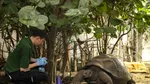Țestoase gigant pe cale de dispariție devin părinți pentru prima dată la vârsta de 100 de ani