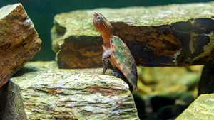 O broasca ţestoasă pe cale de dispariţie a fost primită la Grădina Zoologică din Newquay. Ce are special acest specimen rar