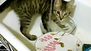 Cea mai harnică pisică! Spală vasele în chiuvetă - VIDEO