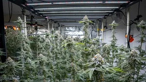 Cultură uriașă de canabis, descoperită în Neamț: 2.669 de plante și un laborator complet de procesare, găsite de DIICOT