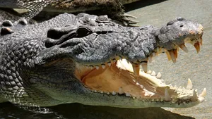 Mafia italiană folosea un crocodil pentru intimidare
