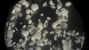 STUDIU Microfosilele, dovada că viaţa a început 