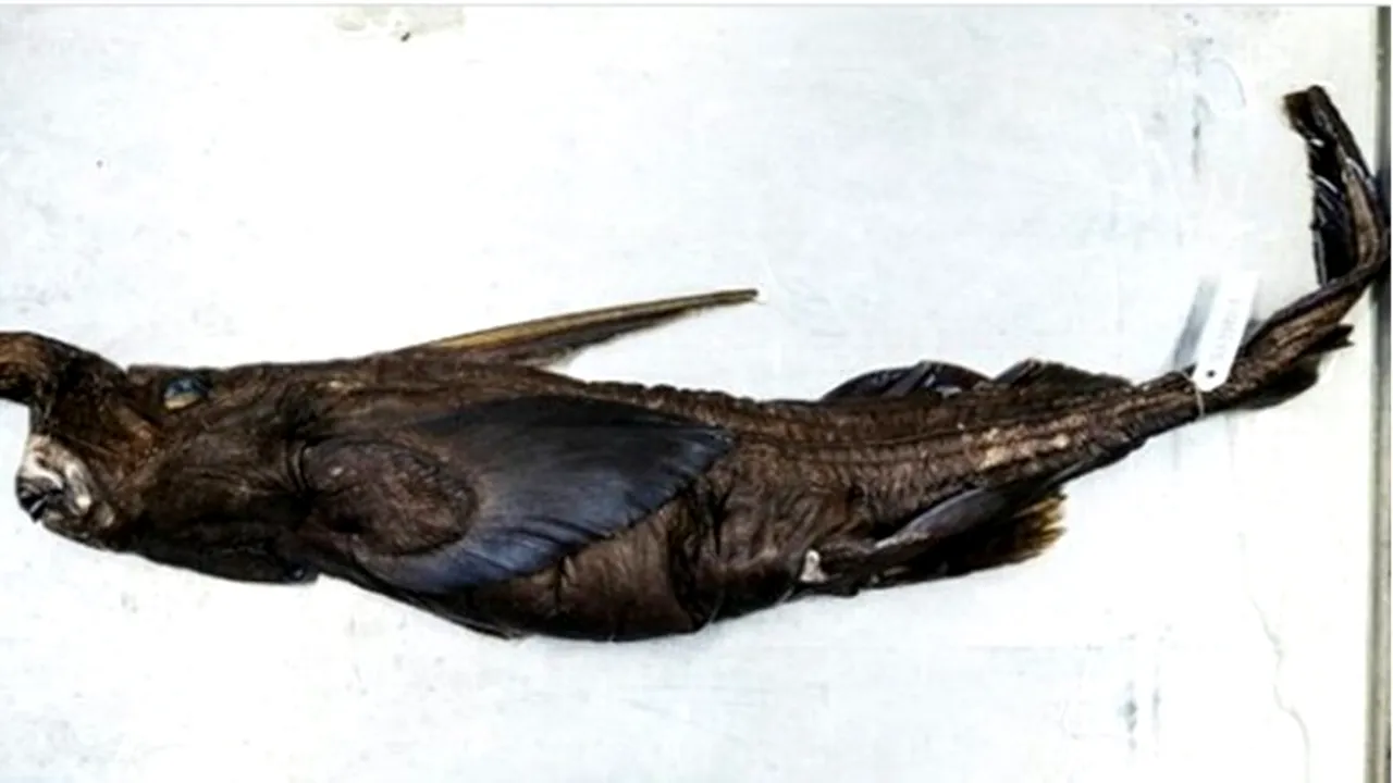 Descoperire spectaculoasă în Costa Rica. O nouă specie de rechin-fantomă, identificată în Pacific