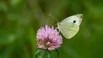 Dispozitivele de măsurare a particulelor toxice din aer pot detecta și fragmente de ADN. Oamenii de știință realizează primul studiu privind fauna sălbatică din Marea Britanie