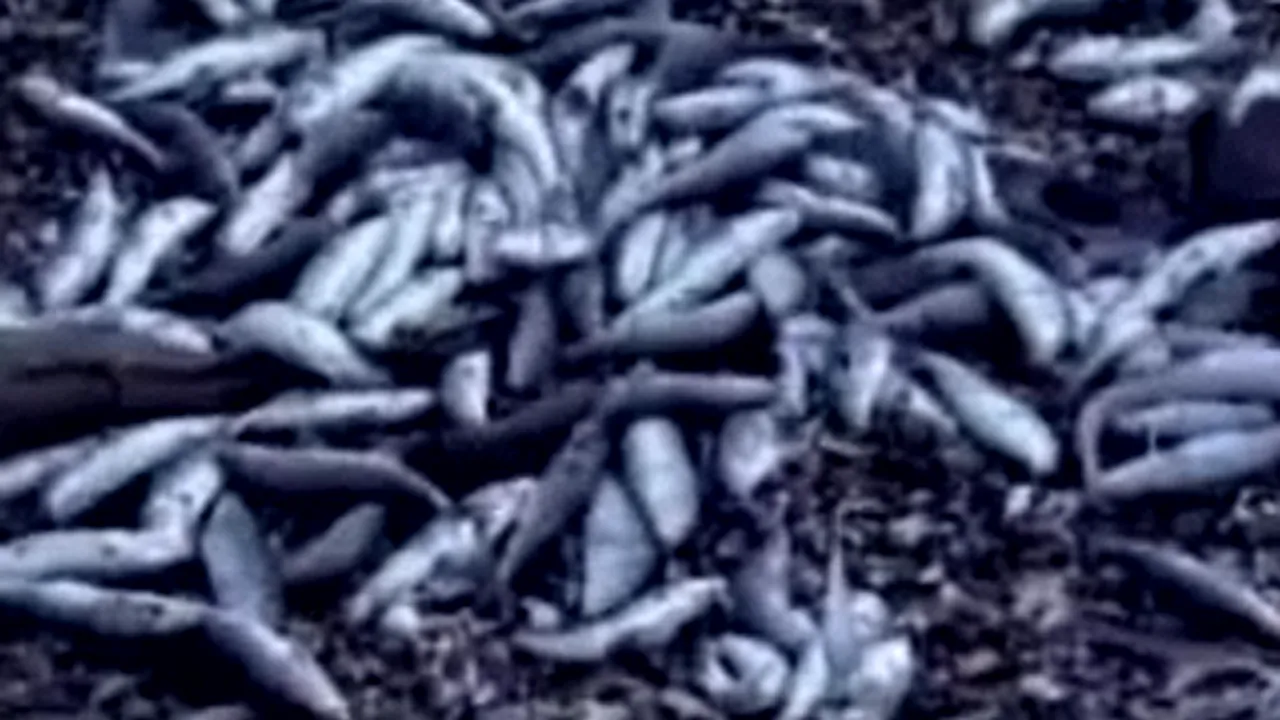 Peste două tone şi jumătate de peşti morţi au fost strânse de pe plajele litoralului - VIDEO
