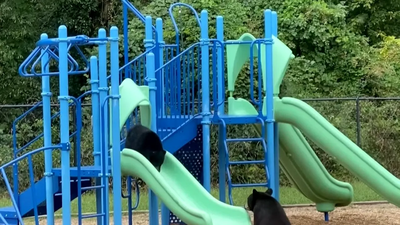 O ursoaică îşi învaţă puiul să se dea pe tobogan, într-un video viral 