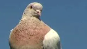 Povestea fascinantă a 