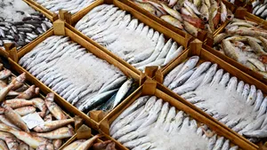 De ce sunt consumatorii sfătuiți să evite codul pescuit în Marea Britanie