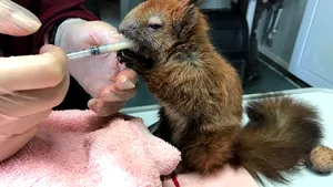 Ce să facem dacă găsim un pui de mamifer sălbatic? Ghid cu sfaturi. Ce ne recomandă salvatorii de la Fundaţia Visul Luanei