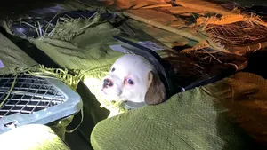 VIDEO Zeci de „cutii cu surprize”, pline cu animale moarte, dezvăluie partea întunecată a freneziei globale Mystery Box