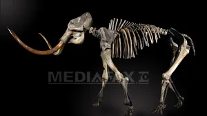 Un schelet de mamut lânos, vândut la licitaţie cu 239.000 de euro