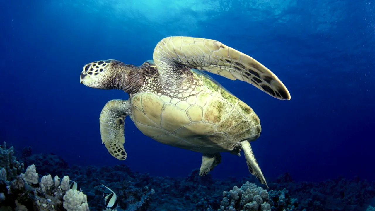 O tânără a fost arestată la Bangkok după ce a fost prinsă cu 30 de țestoase ascunse sub haine