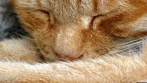 O pisică este candidat la alegerile locale din Franţa