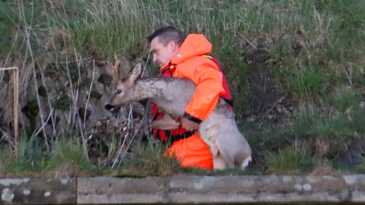 Pompierii olandezi au salvat o căprioară din canalul Drenthe