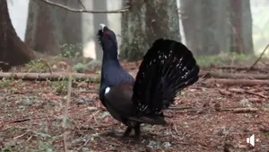 Imagini spectaculoase cu rotitul cocoşului de munte, surprinse într-o pădure din Harghita | VIDEO