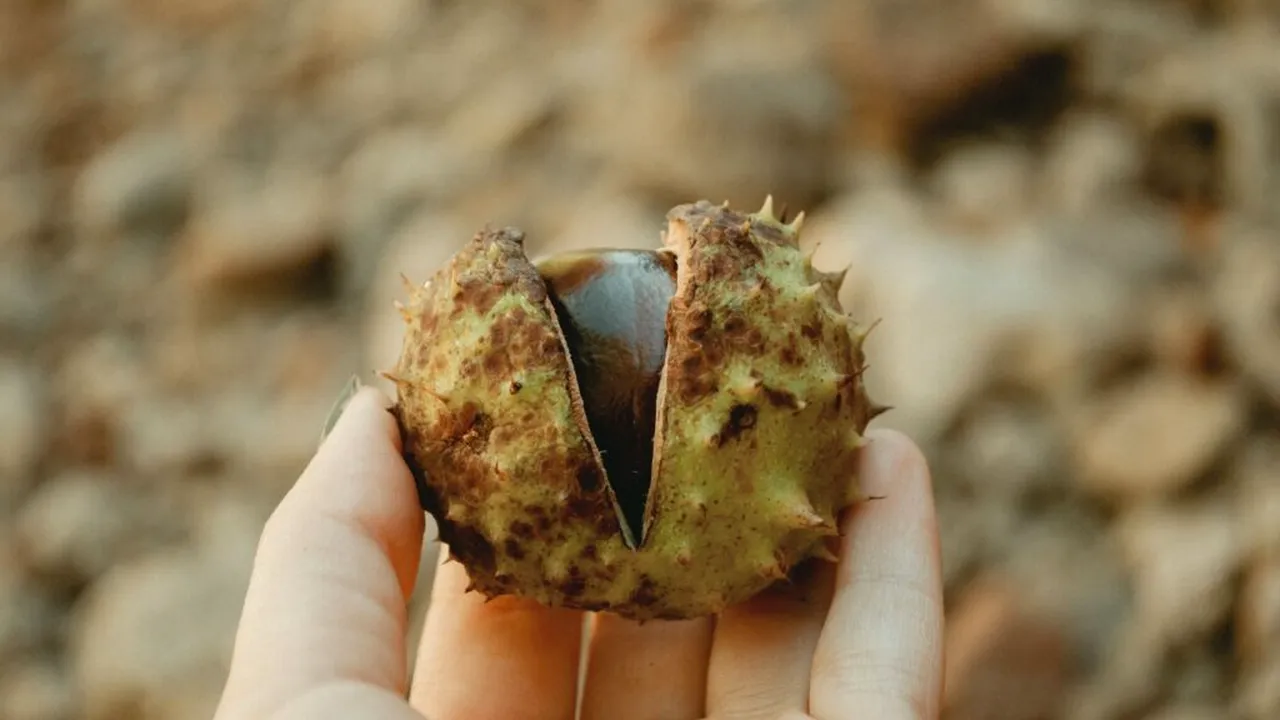 Obiceiul italian de toamnă: o castană sălbatică în buzunar