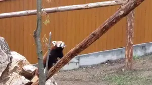 INEDIT: Peggy, o femelă de Panda roşu, noua atracţie de la Zoo Braşov | FOTO, VIDEO