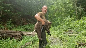 Unul dintre cei trei pui ai ursoacei ucise în zona Trasfăgărășan a fost prins