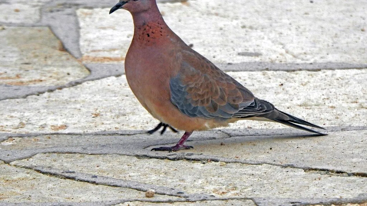 Decizie controversată a guvernului francez: se reia vânătoarea de turturele, specie vulnerabilă în Europa