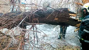 Furtuna de duminică din Capitală: 25 de copaci au fost doborâţi pe carosabil şi pe şase maşini 