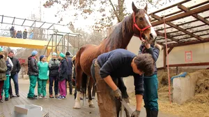 INEDIT: O şcoală de potcovit cai, după model francez, a fost deschisă la Cluj