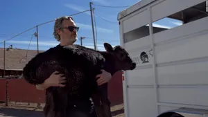 VIDEO: Joaquin Phoenix a salvat de la abator o vacă şi un viţel. „Bunătatea şi compasiunea ar trebui mereu să ne înconjoare”