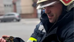 FOTO Misiune inedită a pompierilor din Oradea. Operaţiunea de salvare a unui boboc de raţă