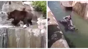 Imagini cu impact emoţional: Un bărbat băut a sărit în cuşca unui urs de la Zoo şi a încercat să-l înece. Ce s-a întâmplat apoi: VIDEO