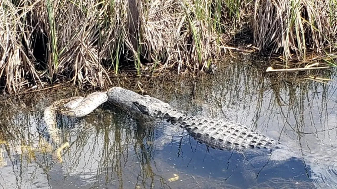 Moment extrem de RAR, surprins cu telefonul: O confruntare violentă între un PITON şi un ALIGATOR. Cine credeţi că a învins?/ „Nu mă aşteptam la acest final. Mă trec fiori reci când mă uit!” | VIDEO
