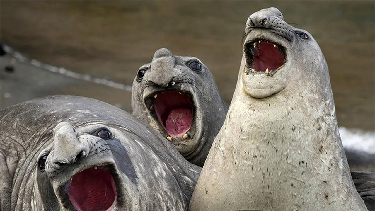 FOTO | Competiţia fotografică Comedy Wildlife Photography 2017: De la imagini hazlii cu animale sălbatice la fragilitatea naturii
