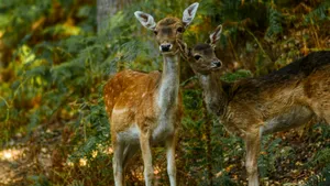Un grup de observatori de păsări din Serbia a strâns bani pentru a cumpăra un habitat forestier. Iubitorii de natură au donat