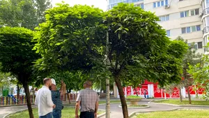 Stâlp de iluminat în copac, găsit în Sectorul 2 din Capitală, chiar de primarul Radu Mihaiu