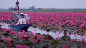 Lacul cu nuferi roz: o privelişte ireală, în inima Thailandei