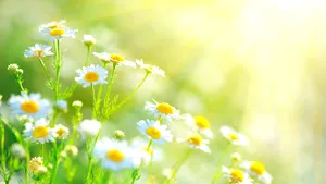 Prognoza meteo. Două anotimpuri în aceeaşi zi. 30 de grade în sud, 14 grade în nord