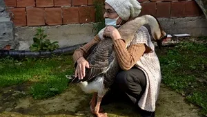 VIDEO Caz spectaculos în Turcia. Kirli, gâsca inteligentă, este îndrăgostită de şcoală 