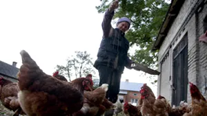 Rusia: Circa 35.000 de păsări au murit din cauza gripei aviare la o fermă din sud