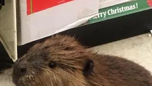 Viral: Un castor plin de furie declară război brazilor artificiali de Crăciun - VIDEO