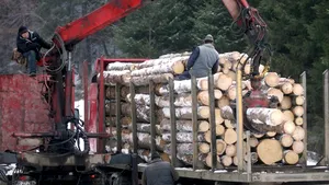 Holzindustrie, după PROTESTUL FORESTIERILOR: Cumpărăm volume mari din import, nu din Suceava