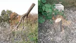 Autorităţile franceze vor dreptate după ce un copac, care onora un evreu ucis, a fost tăiat