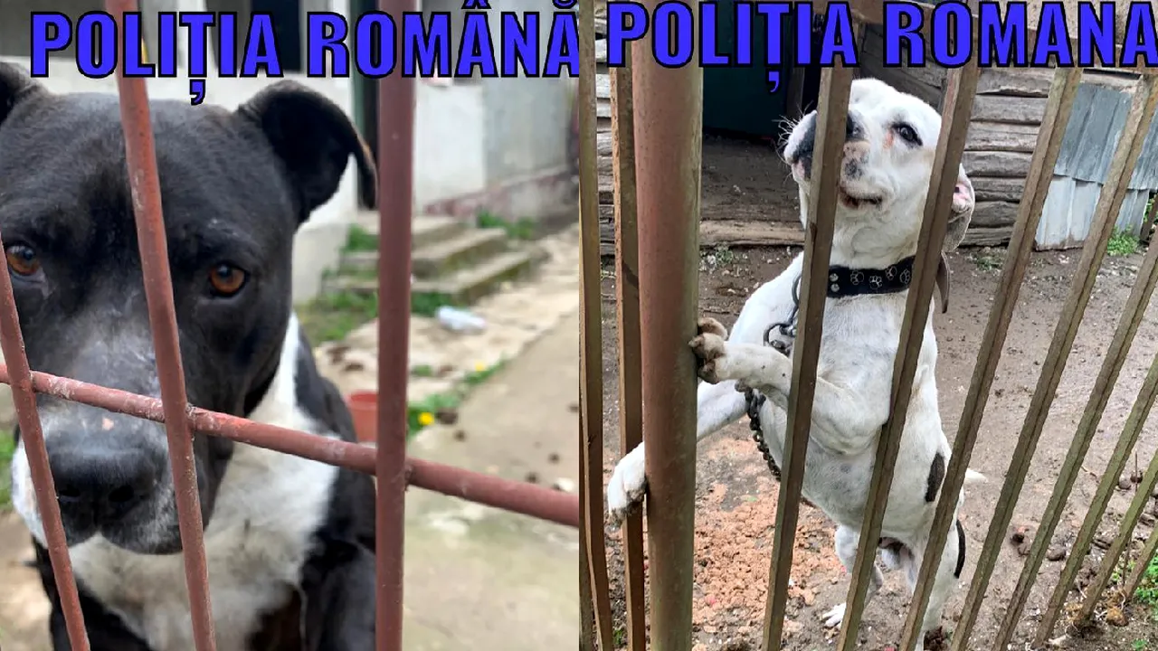 Victime ale petardelor de Revelion. Doi câini periculoşi au rătăcit pe străzile Capitalei timp de două zile