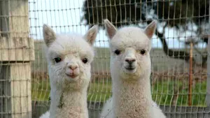 Două lame Alpaca păzesc 24.000 de curcani destinaţi sărbătorilor noului an